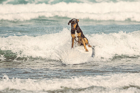 Dog surfing a wave foam on the beach