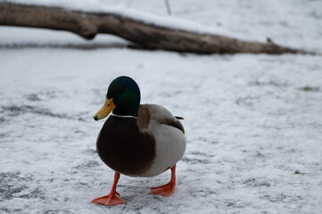 Duck in the snow 
