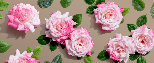 Pink roses with green leaves overhead view - flat lay