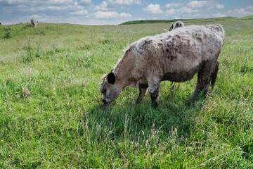 Cows grazing on the pasture of island Heligoland.
