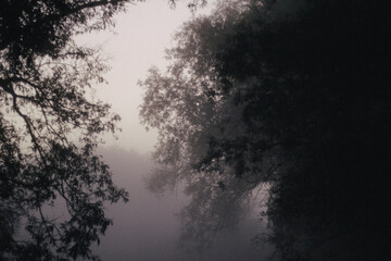 Morning fog in sunset through willow tree leave silhouettes 