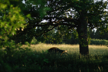 A tent silhouette in a meadow under an oak tree in summer sunset light