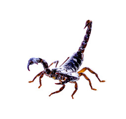 scorpion isolated  on transparent png