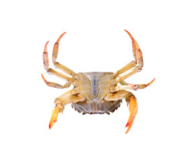 Red field crab  isolated  on  transparent png