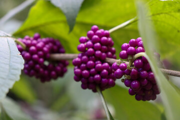 bunch of wild berries