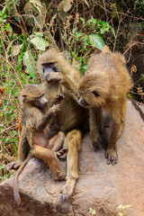 Family of olive baboons (Papio anubis), also called the Anubis baboons, on a stone in Lake Manyara National Park in Tanzania