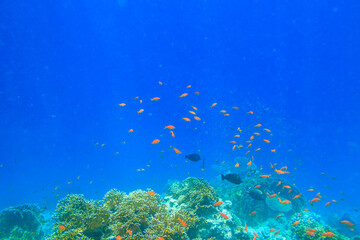 Obraz na płótnie Canvas Different tropical fish at coral reef in the Red sea in Ras Mohammed national park, Sinai peninsula in Egypt