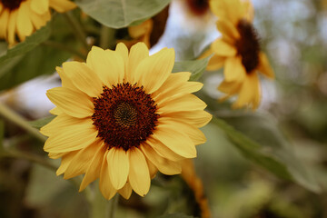 sunflower in the garden