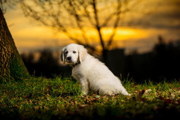 Smutny szczeniak rasowego psa Golden Retriever, siedzący sam na łące o zachodzie słońca. - obrazy, fototapety, plakaty