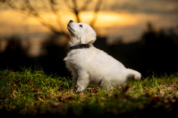 Szczenię psa  Golden Retriever oczekujący na komendę, podczas spaceru na zielonej łące podczas zachodu słońca - obrazy, fototapety, plakaty