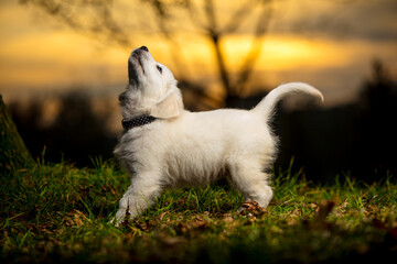 Szczenię  psa  rasy  Golden Retriever, podczas zabawy na łącze o zachodzie słońca, w śmiesznej pozycji
