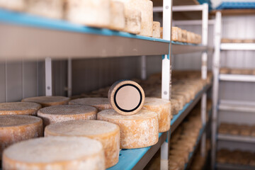 Shelf stands with abundance of heads of goat cheese arranged in maturing storehouse, one round...
