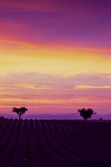 Fototapeta premium sunset in Provence. Lavender field