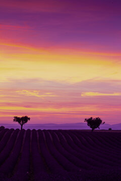 sunset in Provence. Lavender field © Ana Tramont