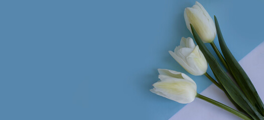 Tulip bouquet on a colored background