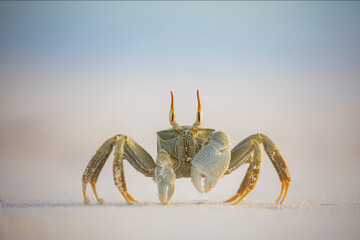 Horned ghost crab on the beach in Seychelles