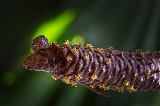 Giant bronze gecko (Ailuronyx trachygaster) pollinating the flowers of Coco de Mer catkin on Praslin island in Seychelles