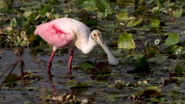 A roseate spoonbill in Florida 
