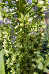 Schopflilie, auch Ananaslilie (Eucomis pole-evansii)