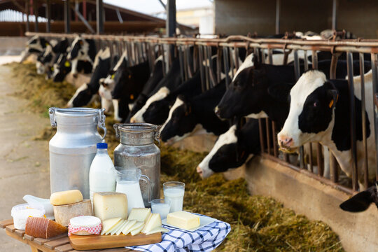 Various types of fresh natural farm dairy products on table on background of open cowshed..