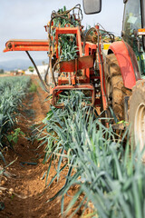 Agricultural vehicle harvesting ripe leek on vegetable plantation.