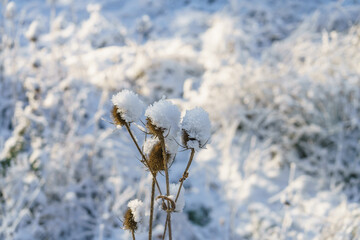 Frost-covered thistle in a winter field on a sunny day