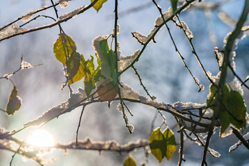 Frozen snow on tree branch in winter season