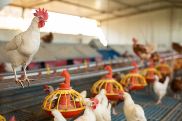 Modern chicken coop farm. Indoors chicken farm, chicken feeding © JackF