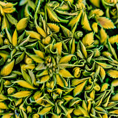 Obraz premium a close-up of a marijuana plant from a field no body, no people, generative ai technology