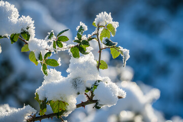 Green leaves covered with snow on a sunny winter day