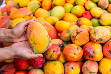 ripe mangoes in season