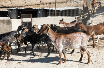 Herd of goats in barn at a livestock farm