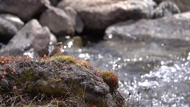 Stonechat bird standing on rock next to river, Nepal
Slow motion shot from Nepal, 2023

