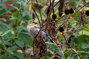 An American Goldfinch, Spinus tristis,  in a garden