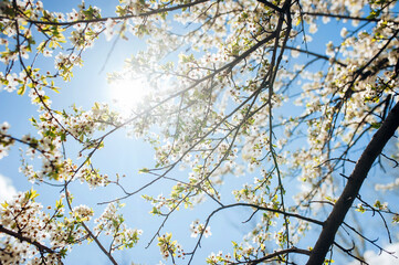 Obraz premium Flowering cherry in spring time against the blue sky on a sunny day. Large branches with open pistils. White flower, the onset of heat. Nature photography and landscape.