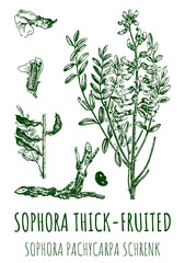 Drawings of Sophora thick-fruited. Hand drawn illustration. Latin name SOPHORA PACHYCARPA.
