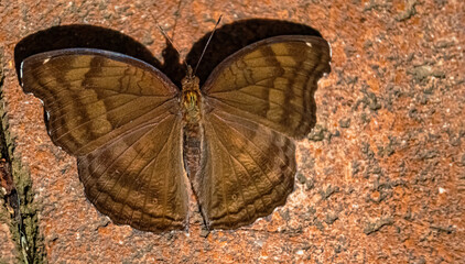 Fototapeta na wymiar Junonia iphita, chocolate pansy butterfly, on a sunny summer day