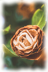 Oil painting style fading bloom in winter