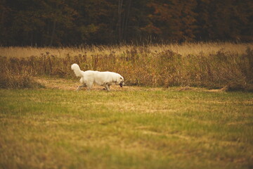 Obraz premium A maremma sheepdog on a farm in Ontario, Canada.