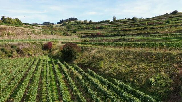 Drohnen Luftaufnahme von Schelingen am Kaiserstuhl mit Blick auf die Weinberge. Schelingen, Vogtsburg am Kaiserstuhl, Breisgau, Schwarzwald, Freiburg, Baden-W&uuml;rttemberg, Deutschland.