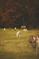 Fototapeta na wymiar A maremma sheepdog on a farm in Ontario, Canada.