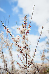 Flowering apricot in spring time. Large branches with open pistils. White flower, the onset of heat, copy space.