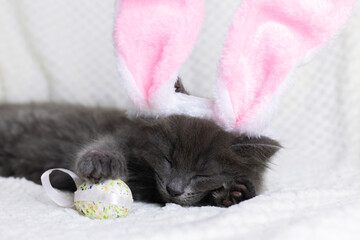 Close-up portrait of a cute gray kitten sleeping in the ears of an easter bunny next to colorful...