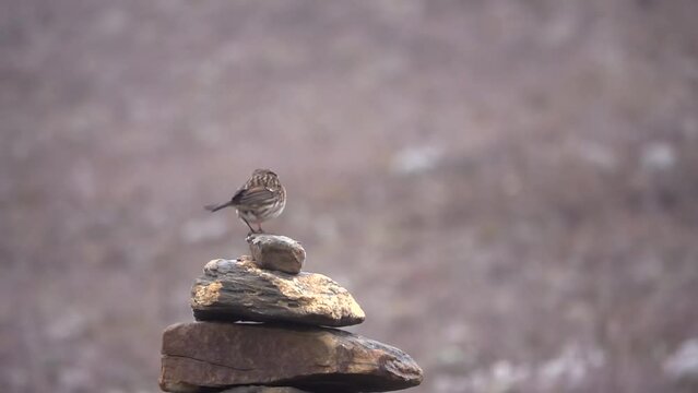 alpine accentor (Prunella collaris) bird standing on pile of rocks 
Slow motion shot, Everest National Park, Nepal, 2023
