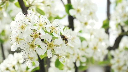 A bee in a plum blossom collects nectar among the white flowers of a fruit tree. A honey bee works on a tree in spring. Orchard