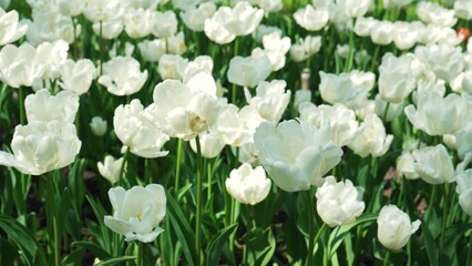 A flower bed of white tulips grows in the park. Bulb flower bud close up. Blooming spring flower in the botanical garden. Multicolored plants on the lawn. Floriculture on the field
