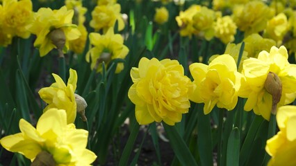 Obraz premium A flower bed of yellow narcissus grows in the park. Bulb flower bud close up. Blooming spring flower in the botanical garden. Multicolored plants on the lawn. Floriculture on the field