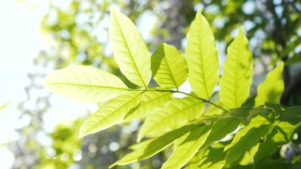 Leaves of Japanese wisteria. Close-up green wisteria leaves sway on a branch against the sky on a sunny day. spring garden