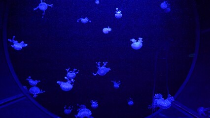 video collection. Sea and ocean jellyfish swim in the water close-up. Illumination and bioluminescence in different colors in the dark. Exotic and rare jellyfish in the aquarium