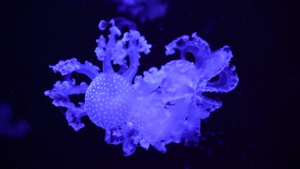 video collection. Sea and ocean jellyfish swim in the water close-up. Illumination and bioluminescence in different colors in the dark. Exotic and rare jellyfish in the aquarium